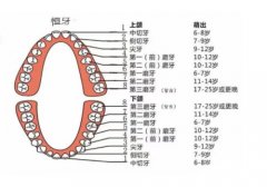 28颗牙齿名称图片